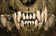 thatwilliamsboy's Avatar