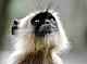 Porch Monkey's Avatar