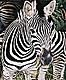 Zebra's Avatar