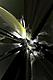 abstract53215's Avatar