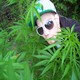 RedBaronAaron's Avatar