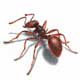 Tiny The Ant's Avatar