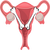 Cervix Bone